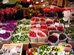 Immagine per la categoria FIORI                                                       
