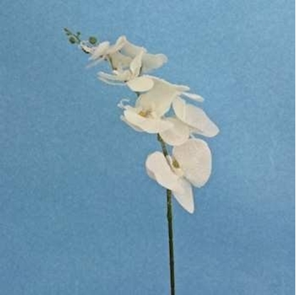 Immagine di PHALENOPSIS STEM H.85CM X7FLS ICED/