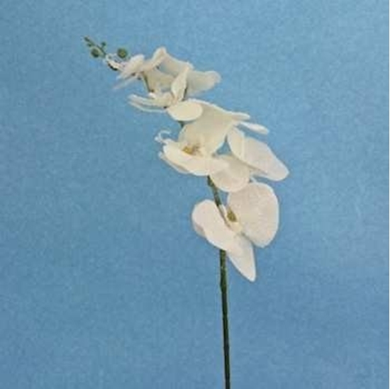 Immagine di PHALENOPSIS STEM H.85CM X7FLS ICED/