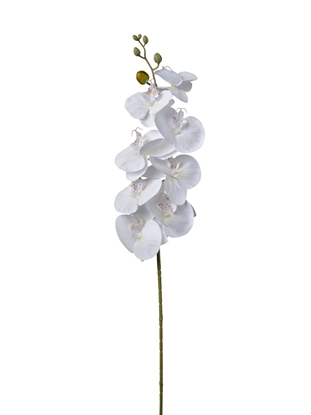 Immagine di RAMO ORCHIDEA CM 90