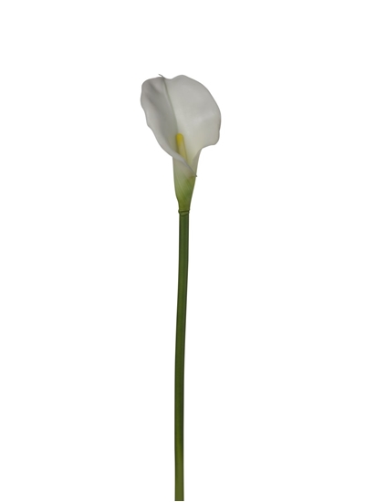 Picture of CALLA RAMO L.78 CM